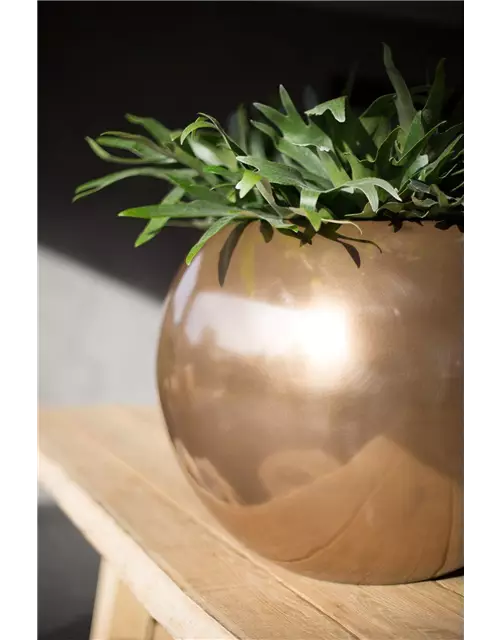 fleur ami GLORY Pflanzkugel