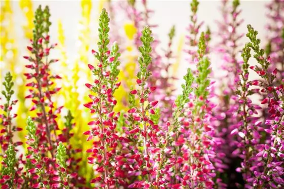 Herbstblumen für mehr Farbe auf Balkon und Terrasse
