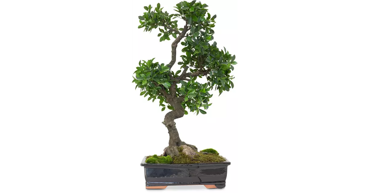 fleur ami FICUS BONSAI Kunstpflanze
