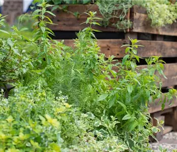 Kräuterbeet anlegen – so sollten Sie im Garten vorgehen