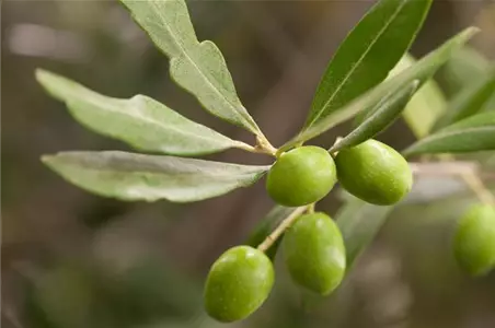 Mediterrane Gehölze – ein Hauch Urlaubsfeeling im Garten