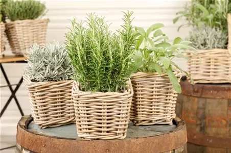 Mediterrane Kräuter im eigenen Garten