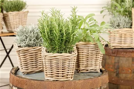 Mediterrane Kräuter im eigenen Garten