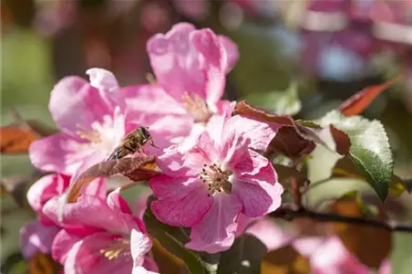 Nützlinge im Garten – die fleißigen Helfer im Außenbereich