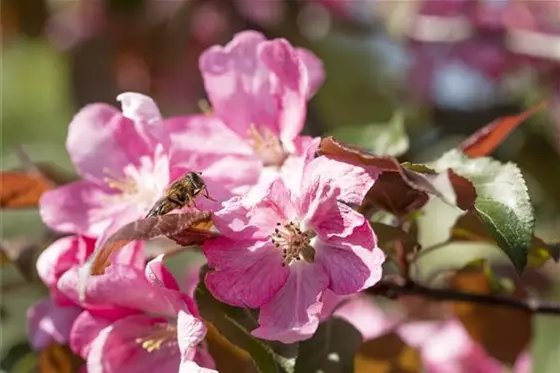 Nützlinge im Garten – die fleißigen Helfer im Außenbereich