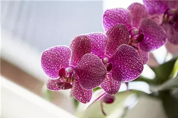 Orchideen – Arten und allgemeine Pflegetipps im Überblick
