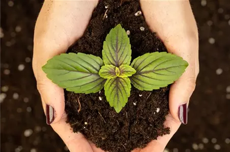 So gelingt die erste Aussaat ins Freiland So gelingt die erste Aussaat ins Freiland