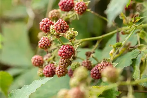 So können Sie einen Obstgarten anlegen