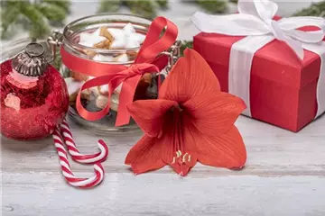 Weihnachtspflanzen für eine besinnliche Winterzeit