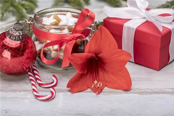 Weihnachtspflanzen für eine besinnliche Winterzeit