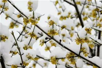 Winterblühende Gehölze – volle Blütenpracht trotz Kälte
