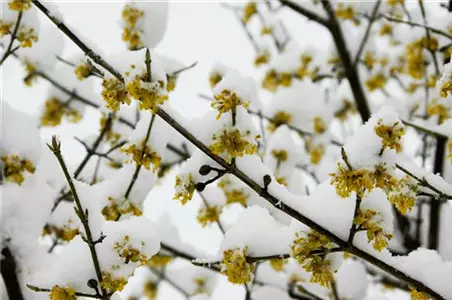 Winterblühende Gehölze – volle Blütenpracht trotz Kälte