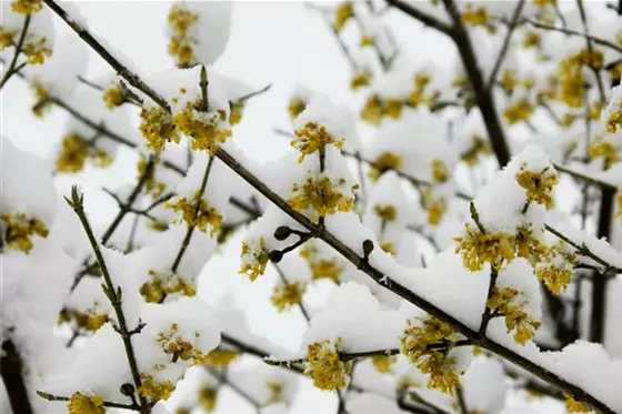 Winterblühende Gehölze – volle Blütenpracht trotz Kälte