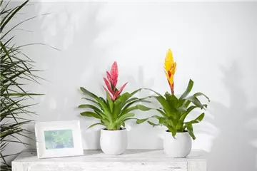 Zimmerpflanzen bei Heizungsluft – Pflege und Tipps