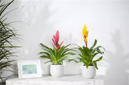 Zimmerpflanzen bei Heizungsluft – Pflege und Tipps