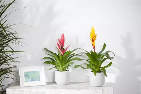 Zimmerpflanzen bei Heizungsluft – Pflege und Tipps