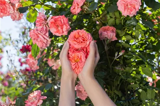 Tipps für die Rosenpflege im Überblick