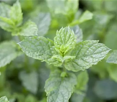 Mentha spicata 'Maroccan' Mentha spicata 'Maroccan'