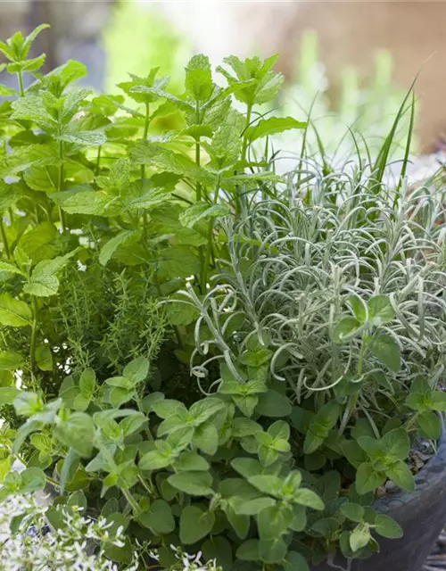 Origanum vulgare