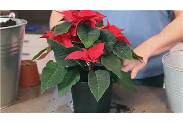 Weihnachtsstern - Einpflanzen in ein Gefäß