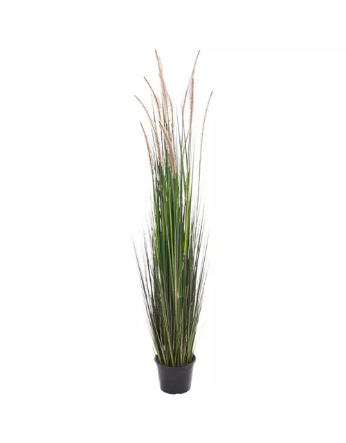 fleur ami ZWIEBELGRAS