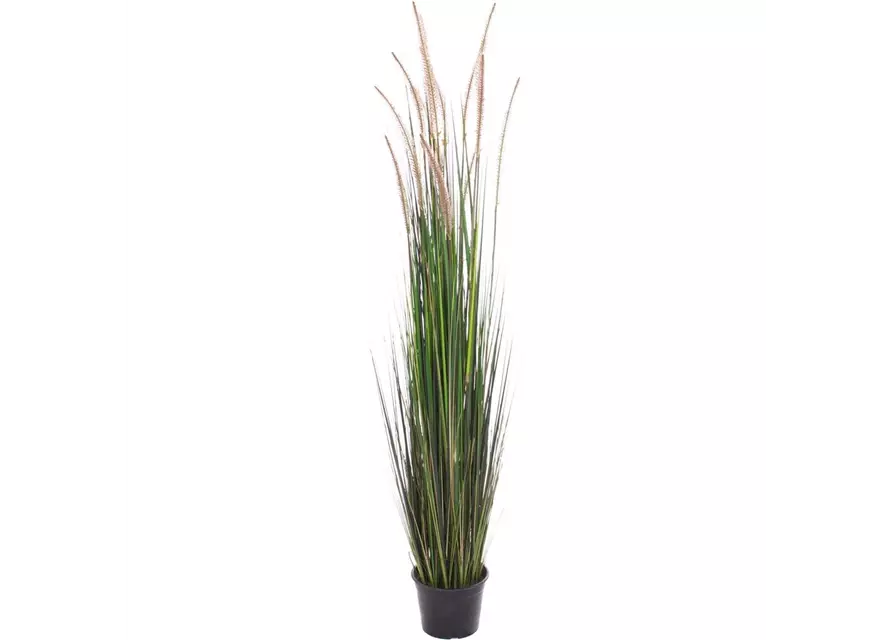 fleur ami ZWIEBELGRAS