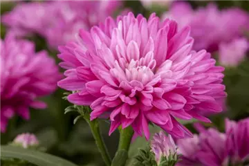 ASTERN - DIE STARS IM GARTEN