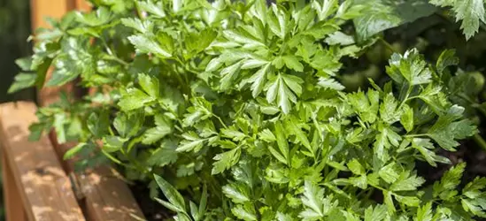 Petroselinum crispum (glatt)