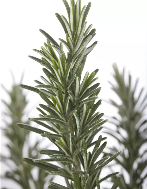 Bio-Rosmarin
