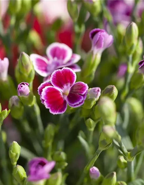 Gartennelke