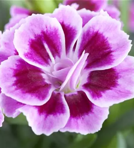 Nelken im 10 cm Topf