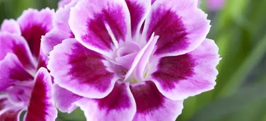 Nelken im 10 cm Topf