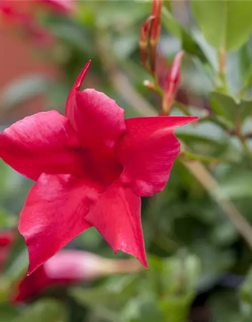 Dipladenia Pyramide zweifarbig