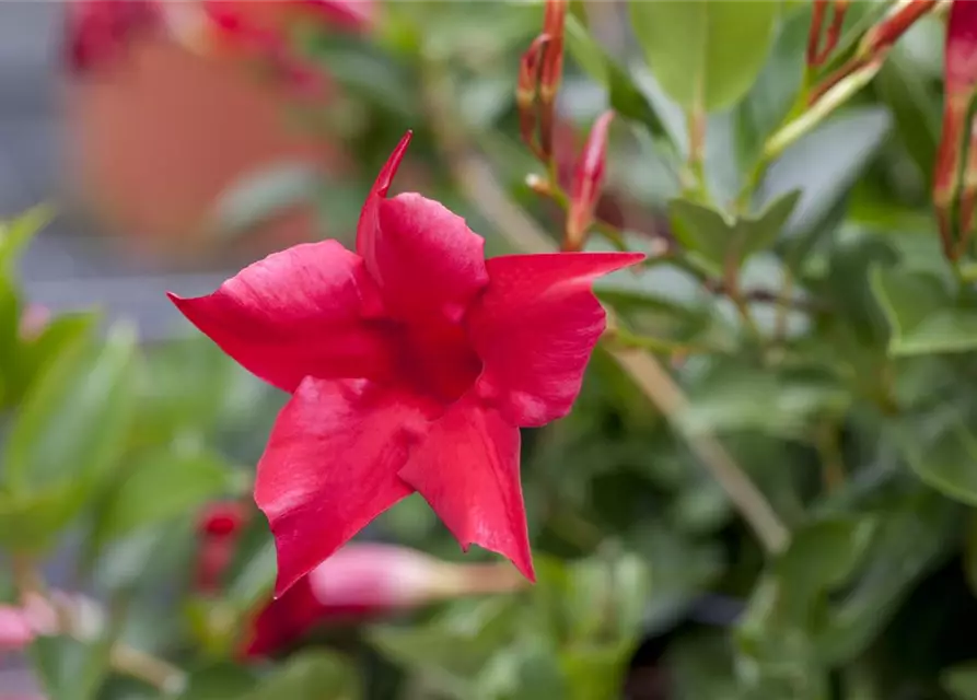 Dipladenia Pyramide zweifarbig