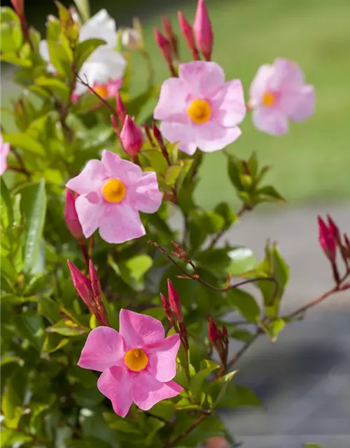 Dipladenia Pyramide zweifarbig