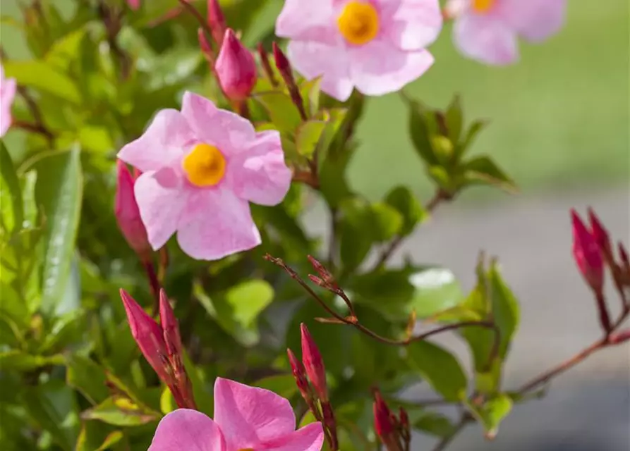 Dipladenia Pyramide zweifarbig