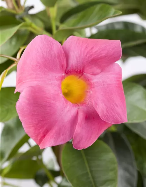 Dipladenia Pyramide zweifarbig