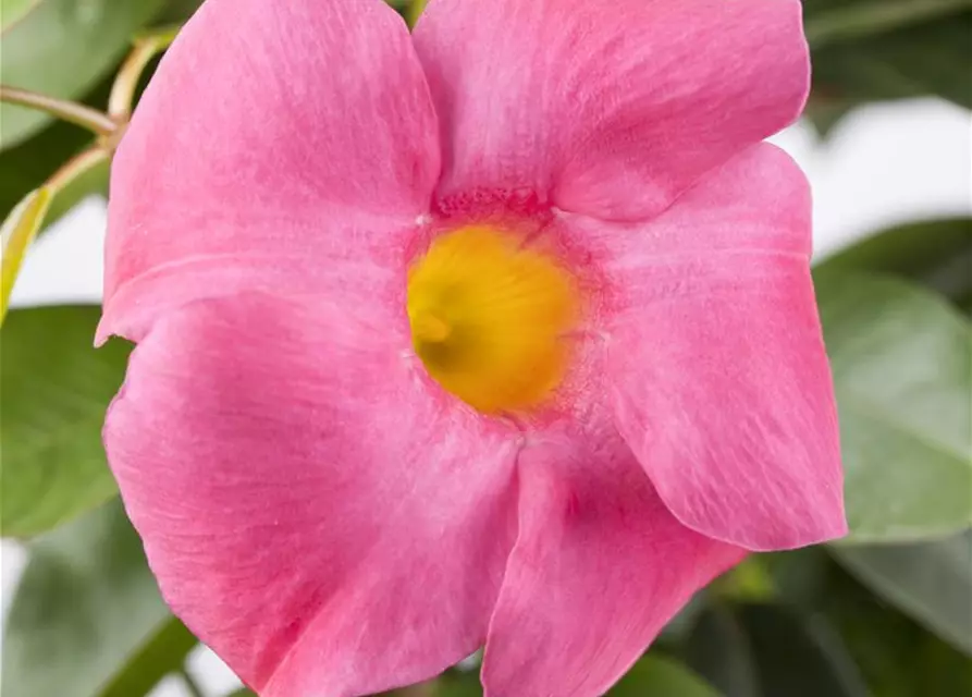 Dipladenia Pyramide zweifarbig