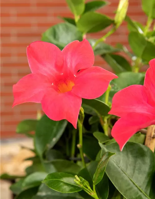 Dipladenia Pyramide zweifarbig