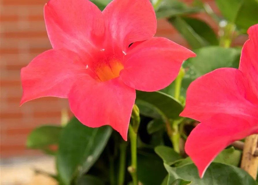 Dipladenia Pyramide zweifarbig