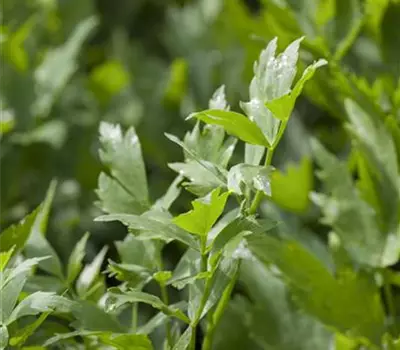 Levisticum officinale Levisticum officinale
