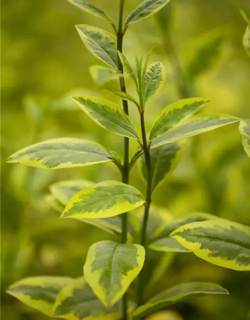 Ligustrum ovalifolium `Aureum` 