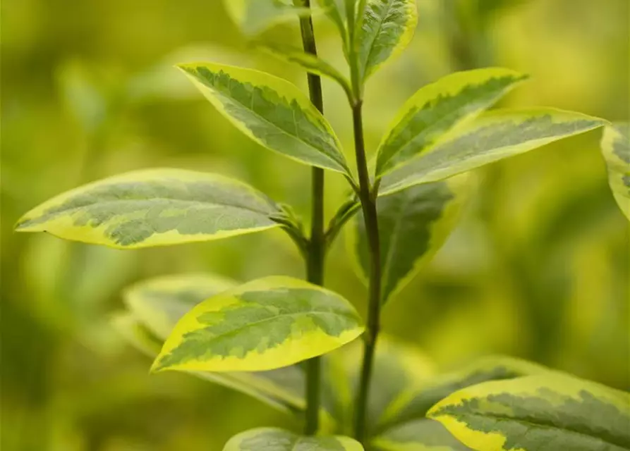 Ligustrum ovalifolium `Aureum` 