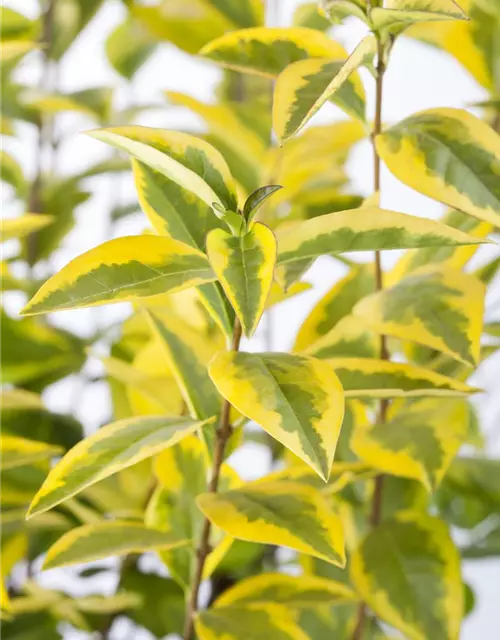 Ligustrum ovalifolium `Aureum` 