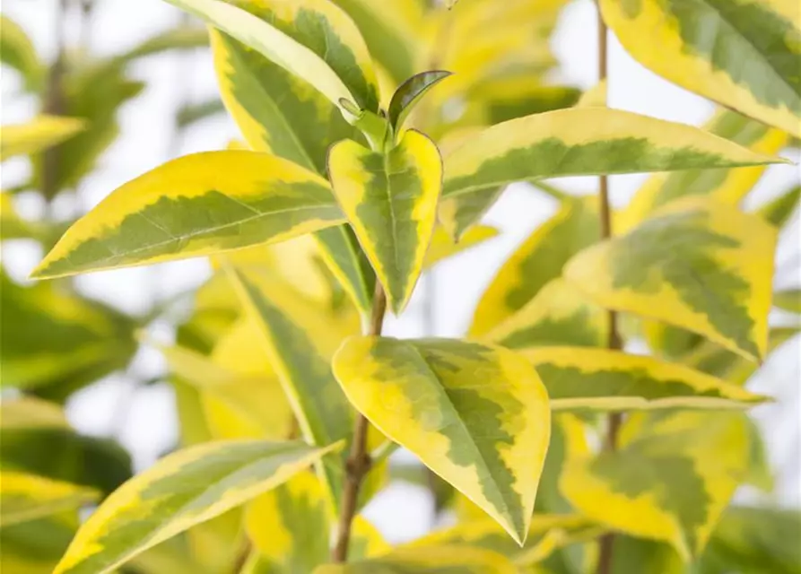 Ligustrum ovalifolium `Aureum` 