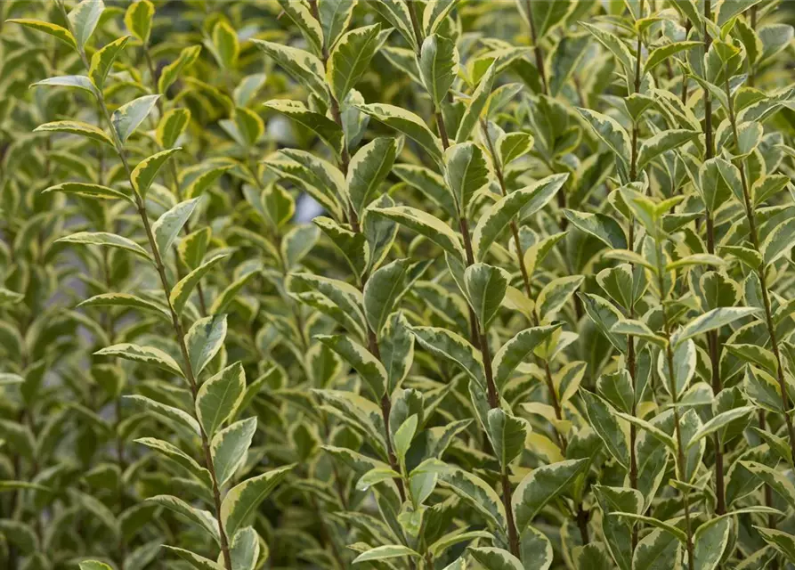 Ligustrum ovalifolium `Aureum` 