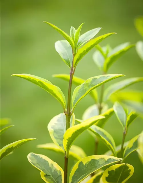 Ligustrum ovalifolium `Aureum` 