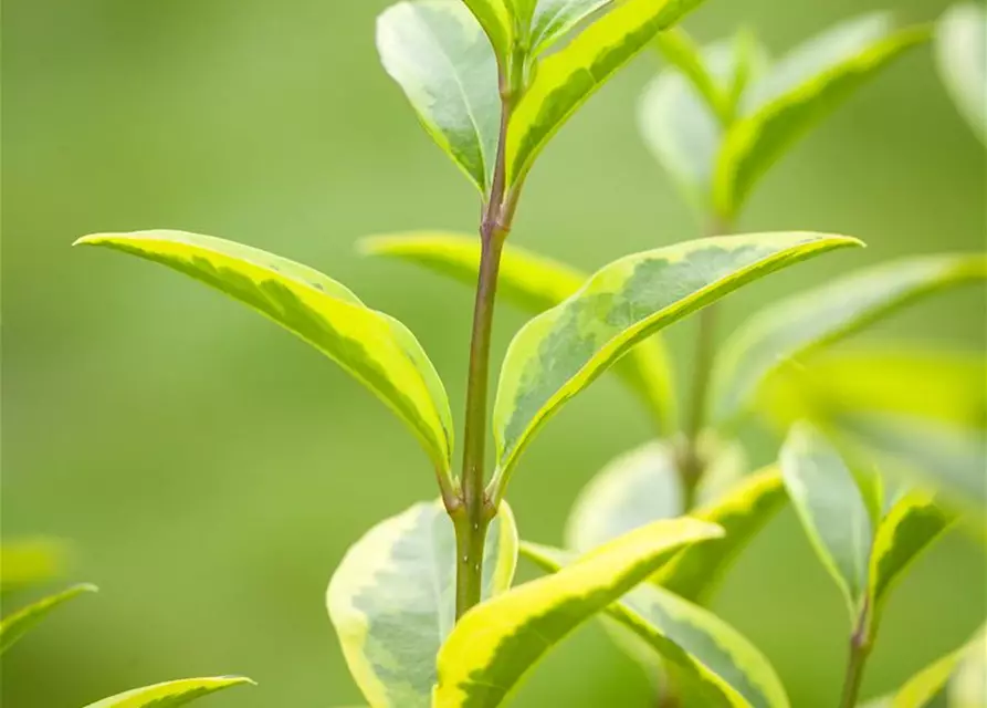Ligustrum ovalifolium `Aureum` 