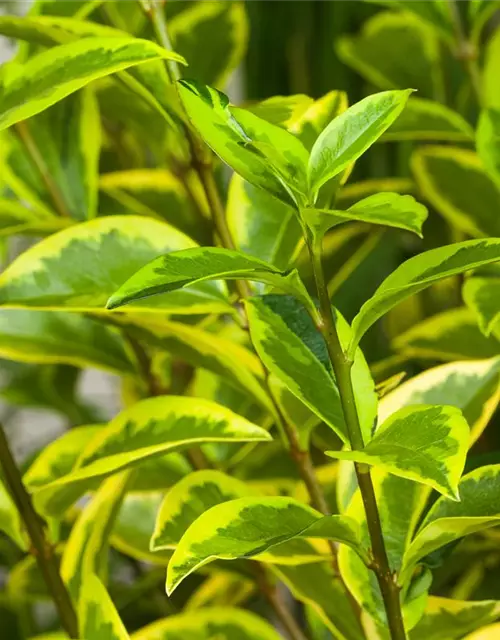 Ligustrum ovalifolium `Aureum` 