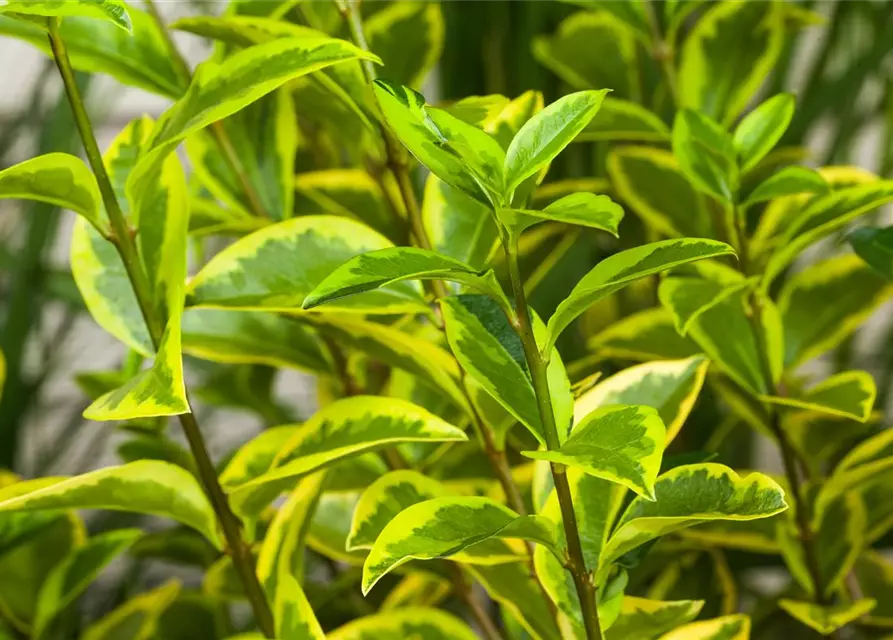 Ligustrum ovalifolium `Aureum` 